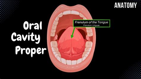 Oral Cavity Proper Palate And Tongue Oral Cavity Anatomy Youtube