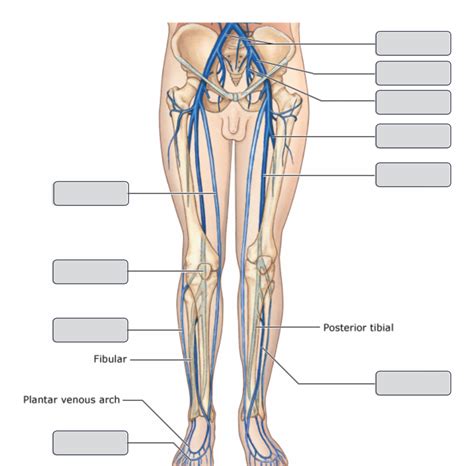 The Major Systemic Veins Part 3 Of 3 Diagram Quizlet