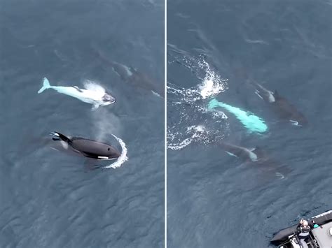 Watch: White Killer Whale Spotted off West Coast | Outdoor Life