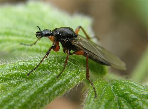 Bibio Varipes Female Ryton Wood Warwickshire G Flickr