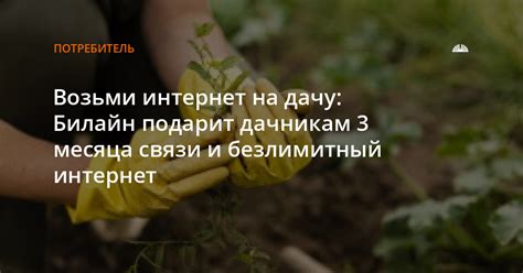 Возьми интернет на дачу: Билайн подарит дачникам 3 месяца связи и ...