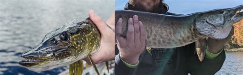 Northern Pike Vs Muskellunge What Are The Differences Premier Angler