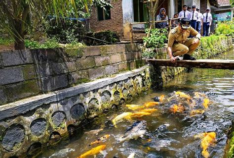 Desa Kluncing Sulap Sungai Kotor Jadi Destinasi Kampung Ikan Nusae