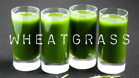 How To Make Wheatgrass Juice Wheatgrass Benefits Youtube