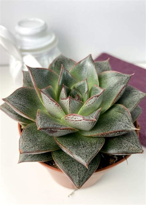 Эхеверия Пурпузорум ⌀8 купить в Москве с доставкой | Магазин растений ...