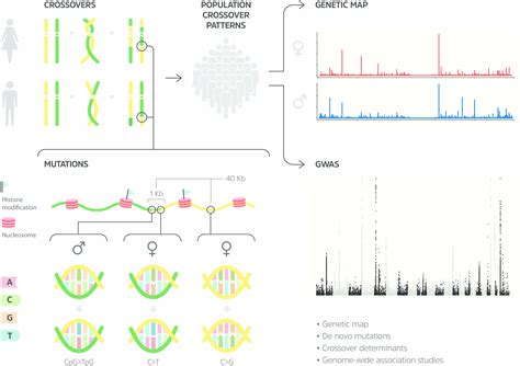 Scientists At Decode Genetics Today Publish The First Genetic Map Of