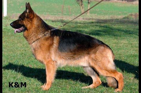 Heritage Hills German Shepherds German Shepherd Dog Puppies For Sale