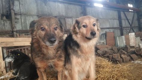 Ещё один день из жизни приюта / Приют для собак г Ефремов - YouTube