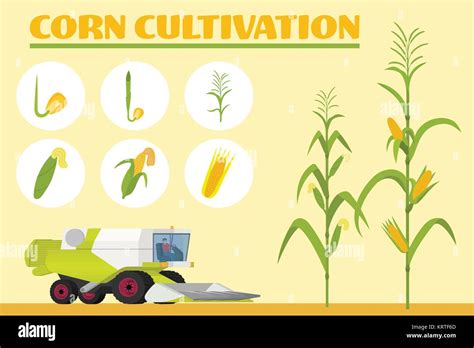 Corn Growth Stages Hi Res Stock Photography And Images Alamy