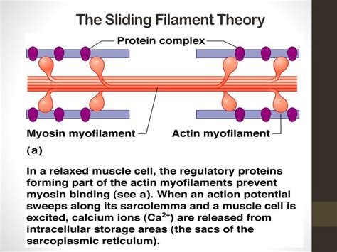 What Is Sliding Filament Theory