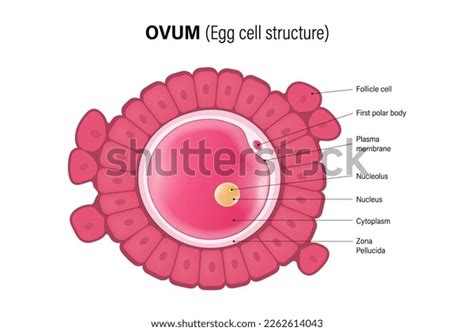 ovum egg cell structure oocyte woman stock vector royalty