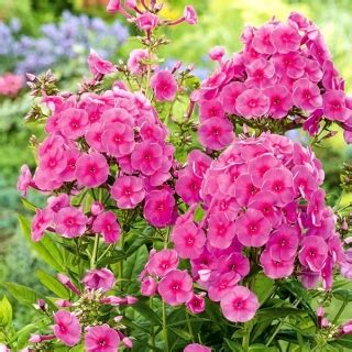 Floks Phlox P Omyk Wiechowaty Cosmopolitan Du A Paczka