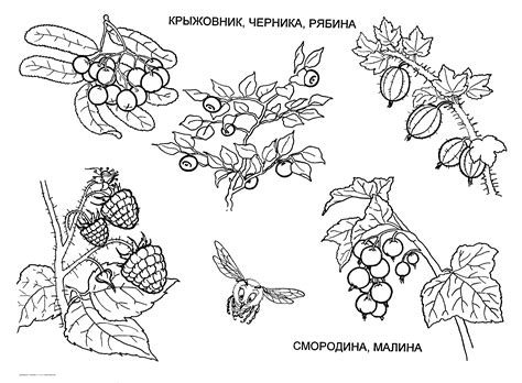 Variety Free Coloring Pages Online Print