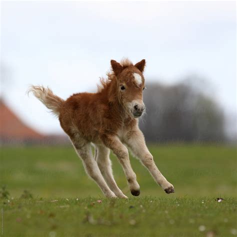 Cute Baby Ponies