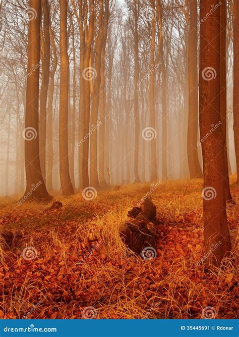 The Autumn Sunrise In Beech Forest Fog Between Naked Beech Trees Without Leaves Stock Image