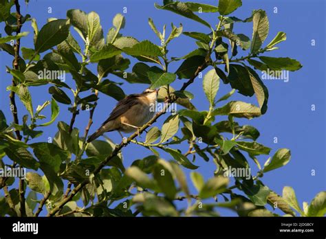 Small Brown Bird In Some Bushes With A Clear Blue Sky Behind Stock
