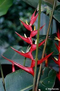 Caet Heliconia Velloziana Jardineiro Net