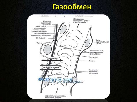 Дыхательная система - презентация онлайн
