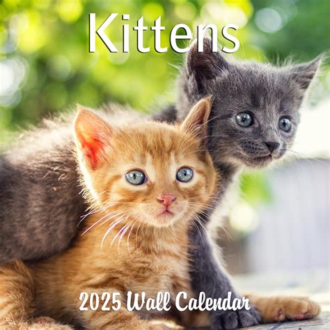 2025 Kittens Monthly Wall Calendar | 12 x Philippines | Ubuy