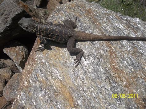 Fauna Of Ladakh 1