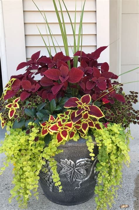 My Coleus Creation For This Summer Container Flowers Container