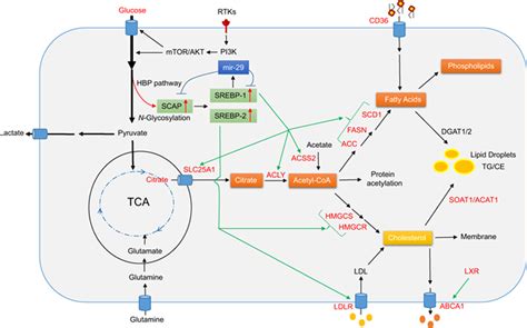 Lipid Metabolism Reprogramming And Its Potential Targets In Cancer