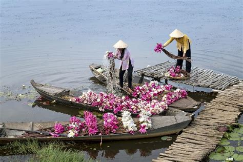 Tradisi Unik Panen Teratai Di Delta Mekong Vietnam Travel Tempo Co