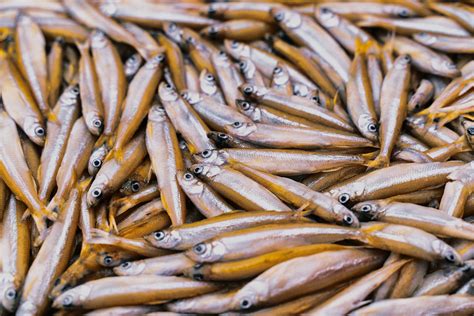 White Bait Planet Seafood Buy Local Australian Seafood Online Melbourne