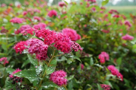 Double Play Doozie® - Spirea - Spiraea x | Proven Winners