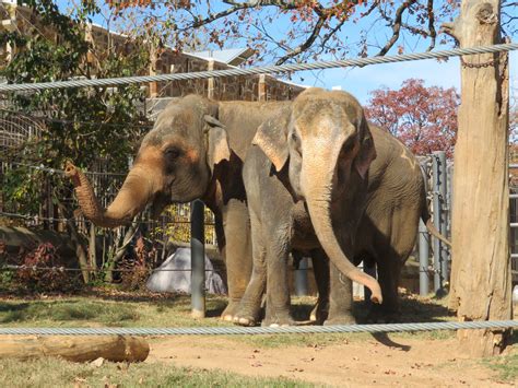 Asian Elephants - ZooChat