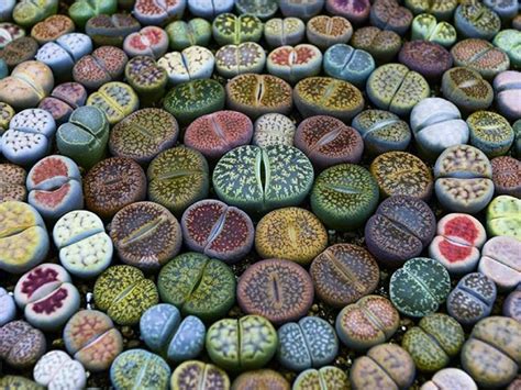 How to Grow Lithops from Seed - World of Succulents