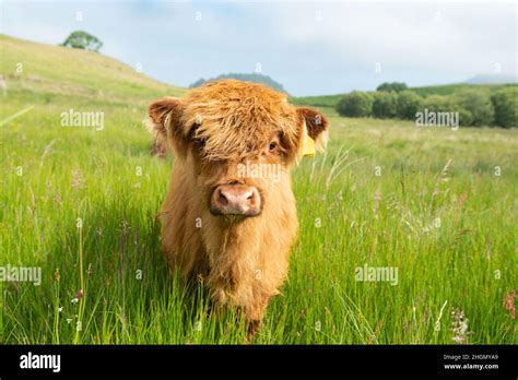 Highland Cow calf - Scotland, UK Stock Photo - Alamy