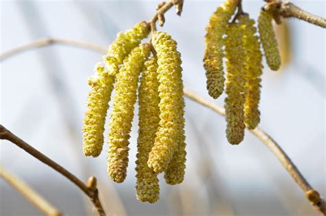 images tree nature branch leaf pollen food produce birch