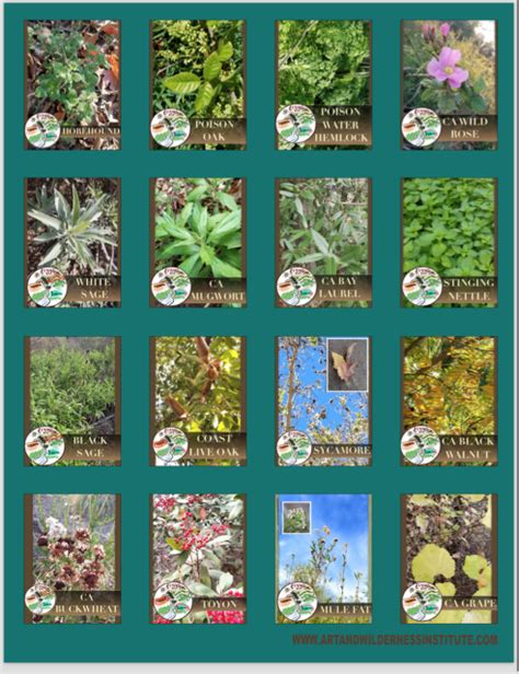 Southern California Native Plant Guide