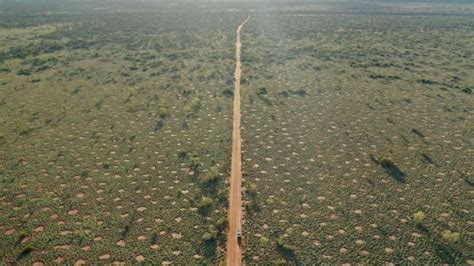 Mystery Of ‘fairy Circles In Australian Deserts Finally Solved Nt News