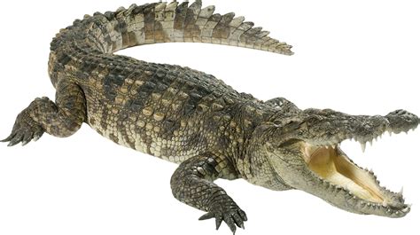 Crocodile Hd Png Transparent Crocodile Hdpng Images Pluspng