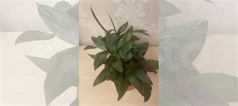 Цветок из Шри-Ланки купить в Москве | Товары для дома и дачи | Авито