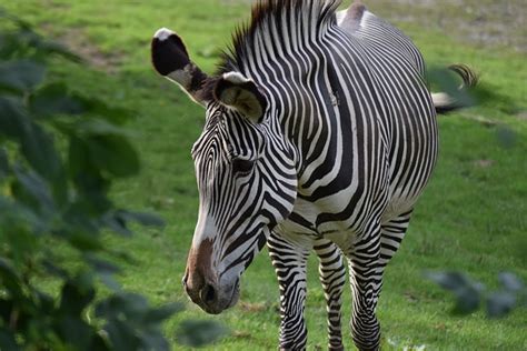 Zebra Streifen Tier Kostenloses Foto Auf Pixabay Pixabay