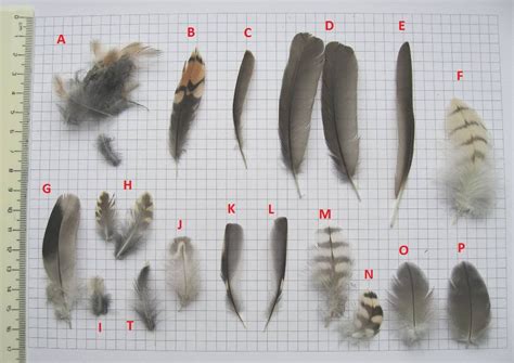 feather identification chart