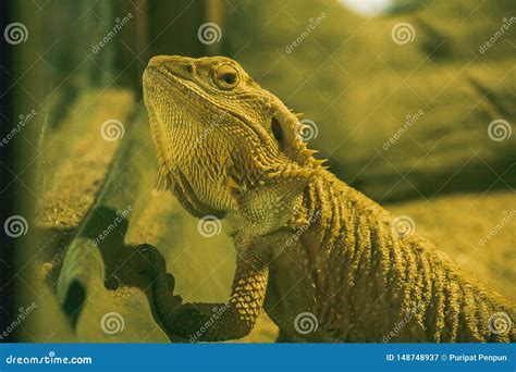 Bearded Dragon when Defending or Breeding Time Stock Image - Image of body, creature: 148748937