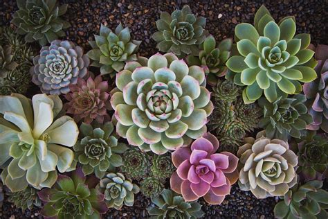 Succulent Special — Hillside Nursery