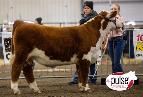 Sioux Empire Livestock Show Prospect Hereford Steers The Pulse