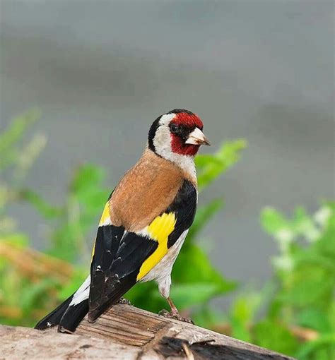 European goldfinch | Pajaros silvestres, Pajaros exoticos, Jilguero