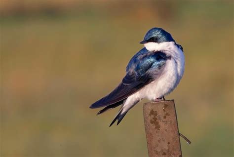 premium photo bird standing