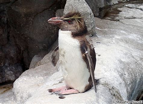 キタイワトビペンギン Eudyptes moseleyi