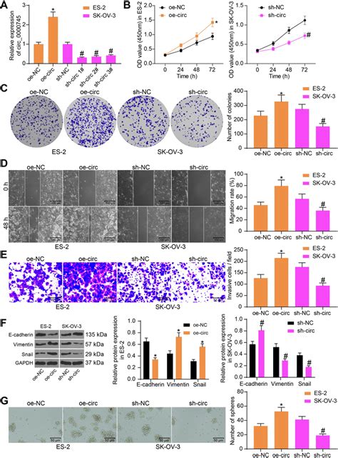 Circ 0000745 Downregulation Suppresses Aggressiveness And Stemness Of