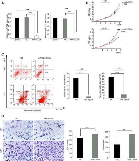 Inhibition Of MiR 132 Promotes Tumor Progression In Astrocytoma Cells