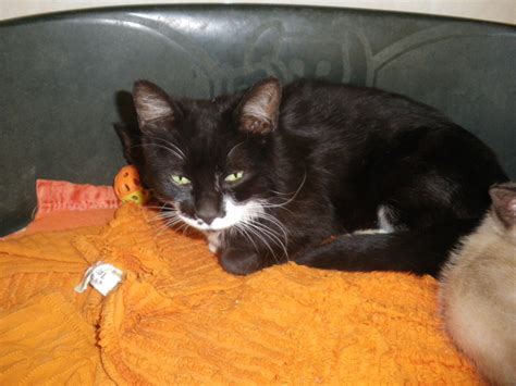 LIVIA ( chatte noire et blanche)