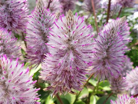 Ptilotus Joey, Feathery Flowers for Your Garden