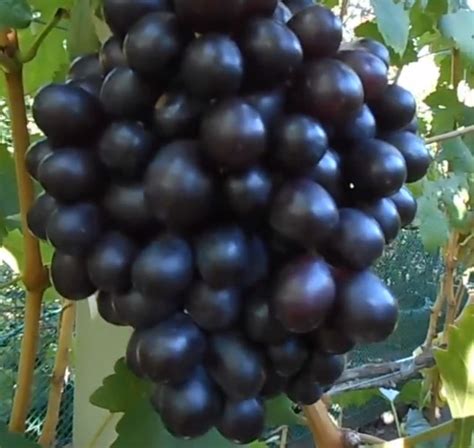 Виноград Брюнетка: описание и характеристики сорта, особенности ухода и ...
